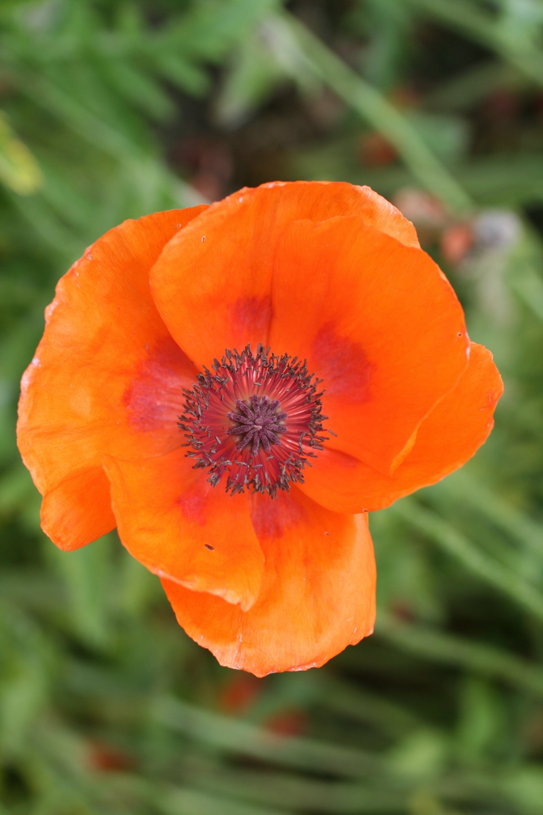 Close-up of an orange 'Harvest Moon' poppy flower with a blurred green background ©Hoffie Nursery