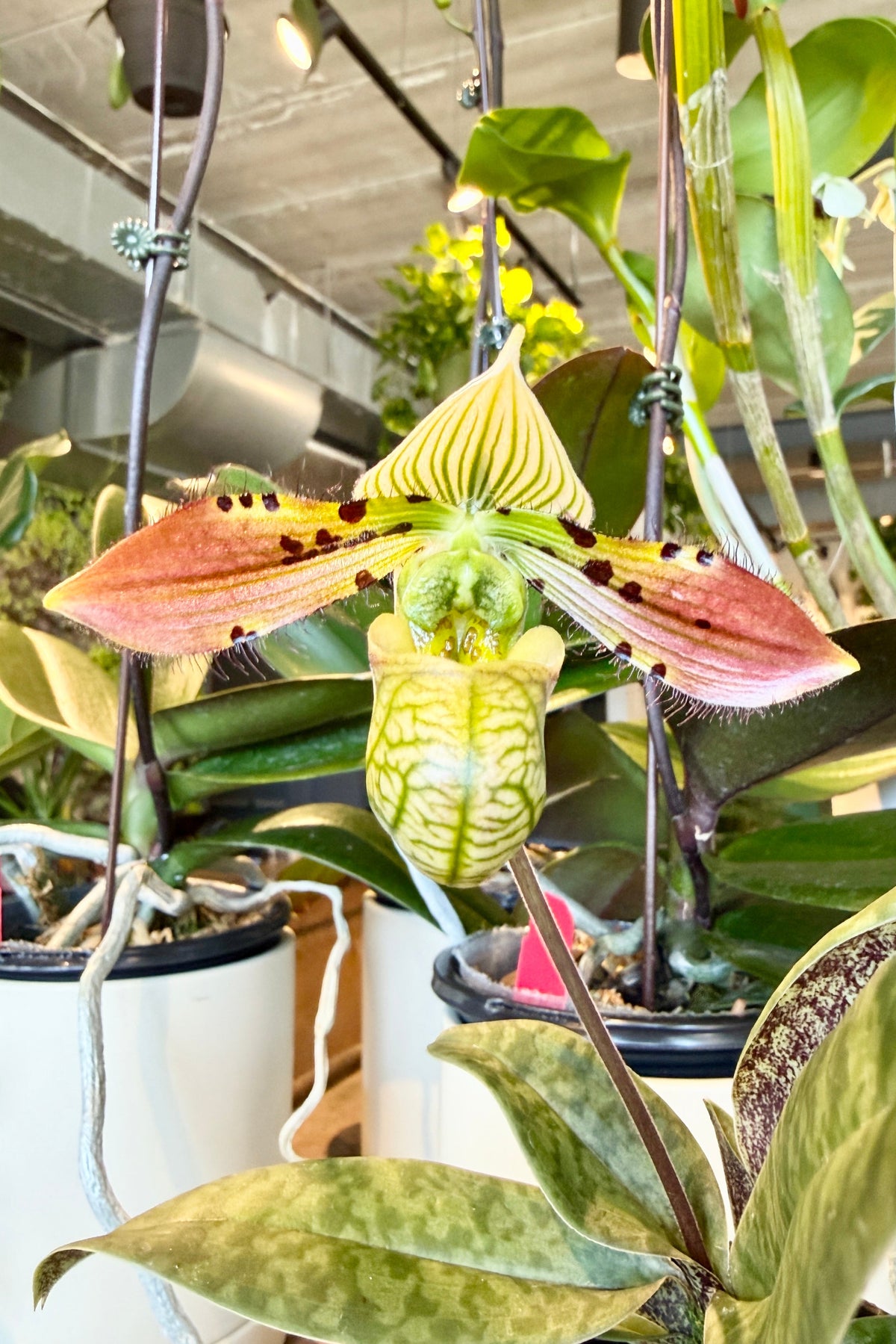 Paphiopedilum flower with a rose cast ©Sprout Home