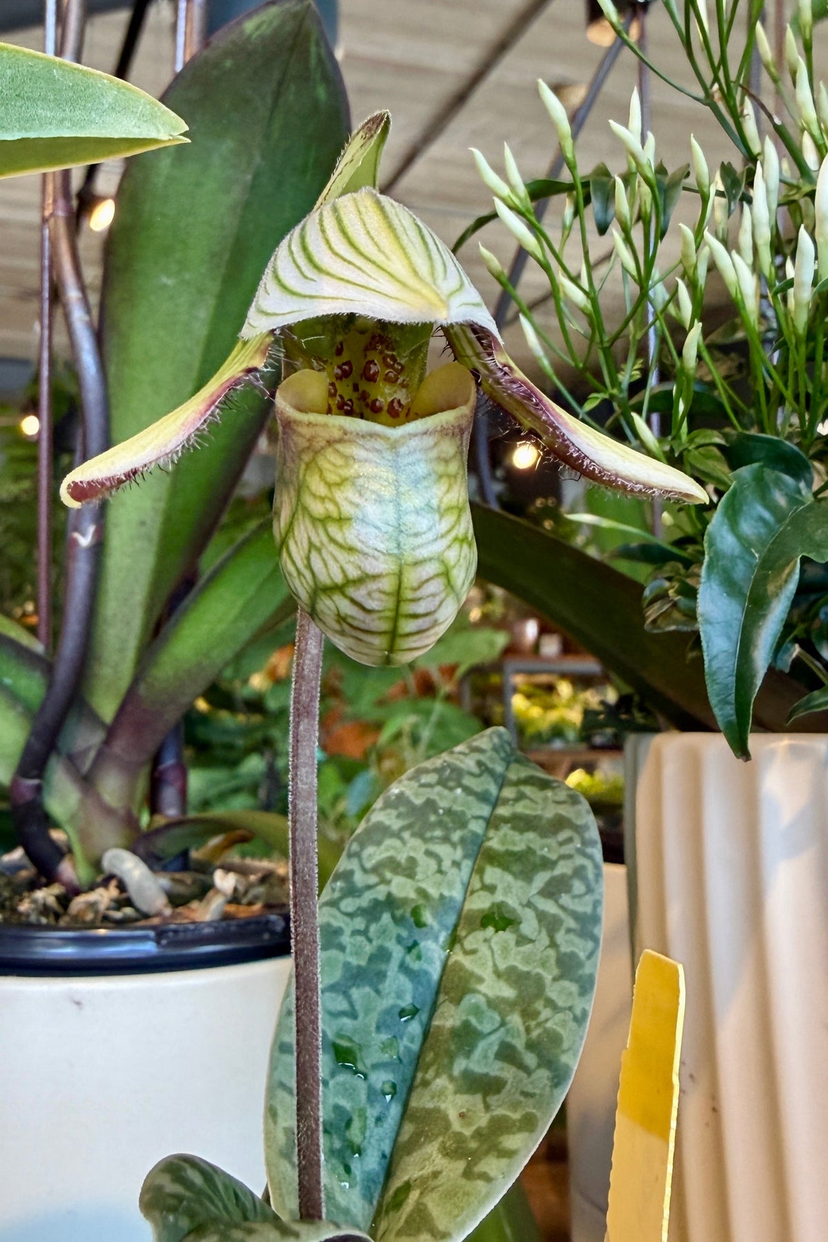 A close-up of a Paphiopedilum orchid flower with a green and cream striped pouch and patterned leaves, photographed at Sprout Home among other plants. ©Sprout Home