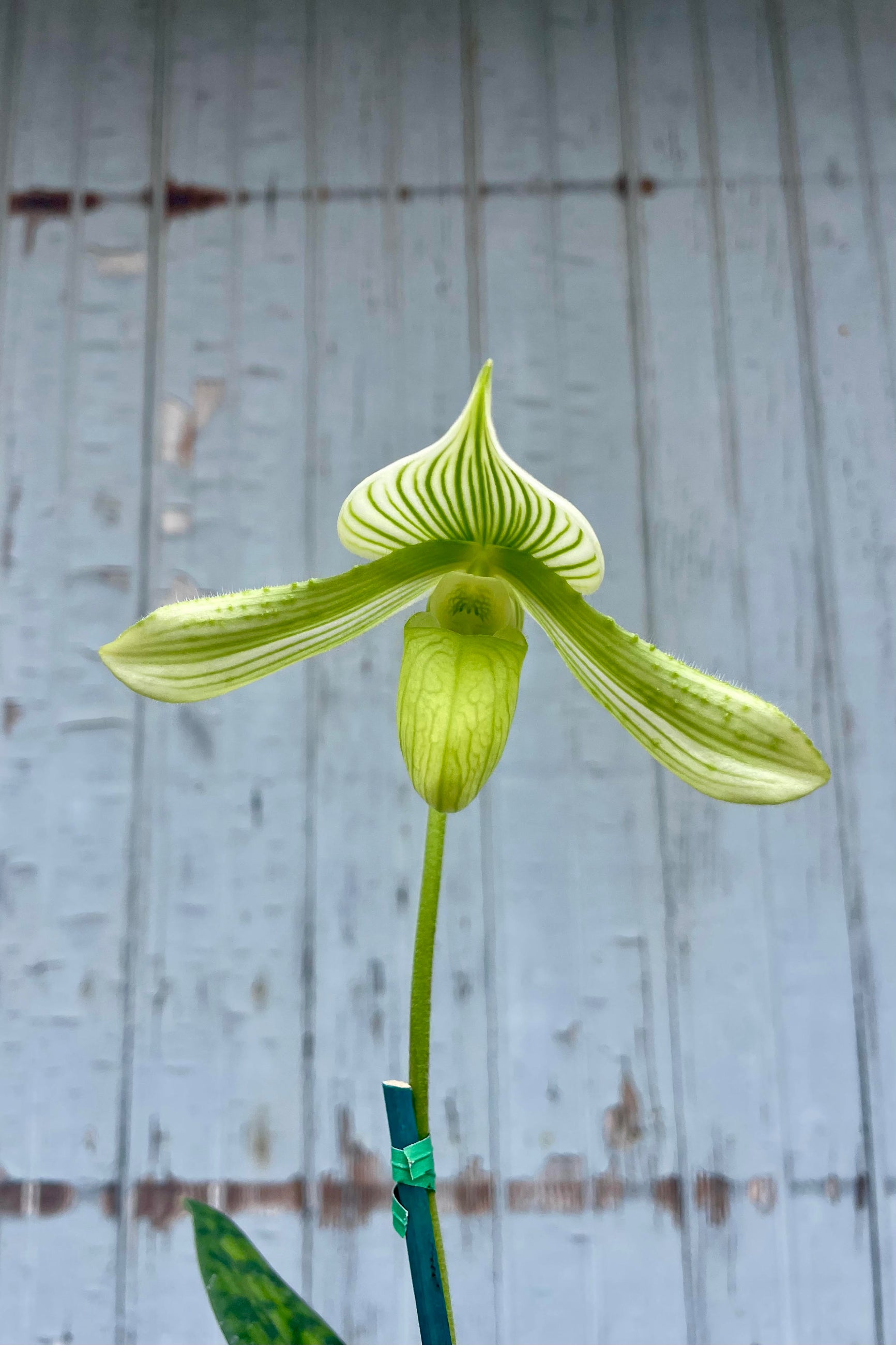 Photo of a green flower on a single stem against a gray wall. There are mottled green leaves at the bottom of the photo reaching into the frame. The flower has a green lower lip which is pouch shapes and narrow petals on the left and right with striped green and white fused petals coming to a point at the top of the flower. It is the flower of a Paphiopedlium orchid. ©Sprout Home