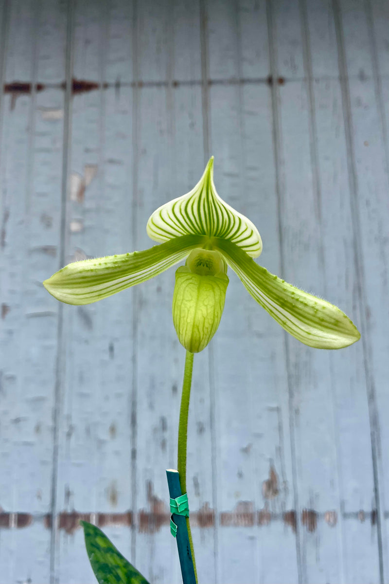 Photo of a green flower on a single stem against a gray wall. There are mottled green leaves at the bottom of the photo reaching into the frame. The flower has a green lower lip which is pouch shapes and narrow petals on the left and right with striped green and white fused petals coming to a point at the top of the flower. It is the flower of a Paphiopedlium orchid.