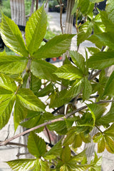 Parthenocissus 'Red Wall' leaves up close five fingered and green the beginning of May with fresh growth. 