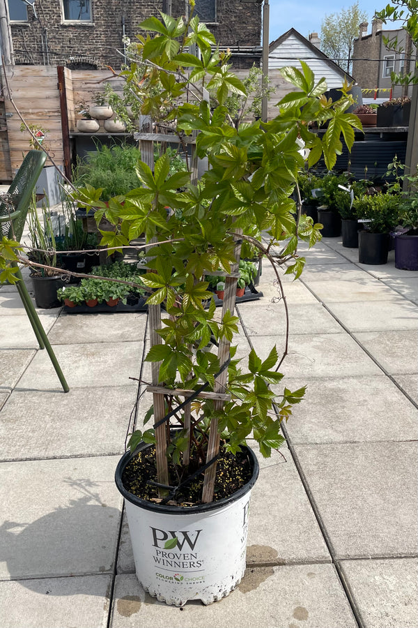 Parthenocissus 'Red Wall' in a #3 pot the beginning of May with fresh green green growth. 