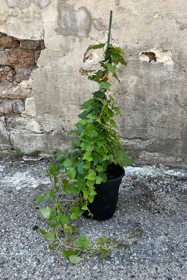 Image of Parthenocissus tricuspidata "Boston Ivy" in growers pot, densely branched vine and thick, waxy, glossy green foliage spilling over the front of container