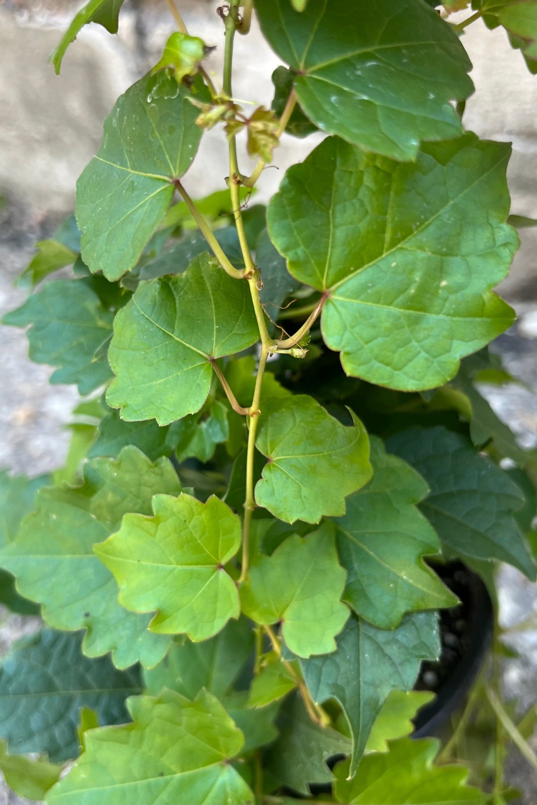 Detail image of Parthenocissus tricuspidata "Boston Ivy" showing thick, waxy, glossy green foliage ©Sprout Home