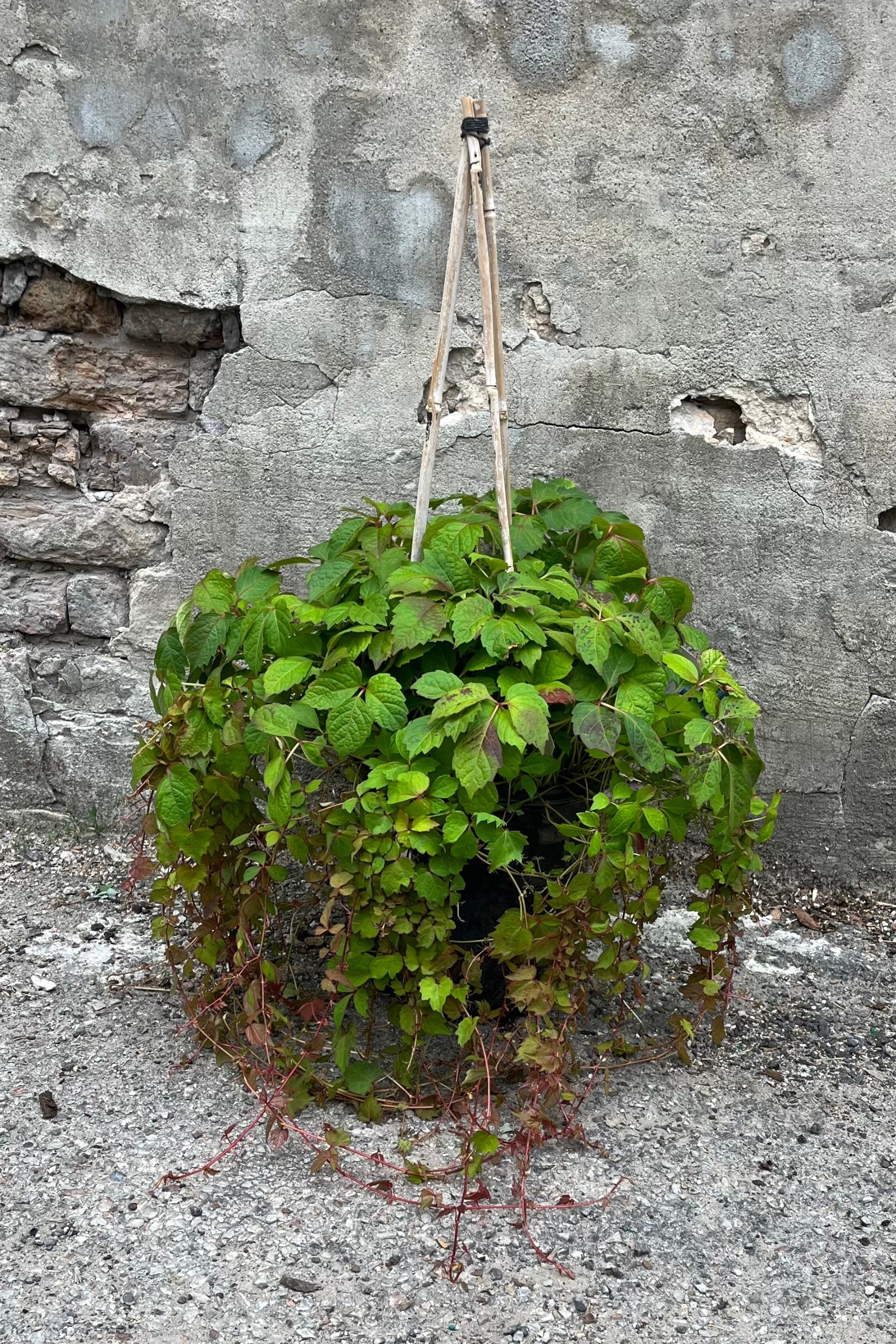 Boston Ivy in a #2 growers pot the end of June in front of a concrete wall.  ©Sprout Home