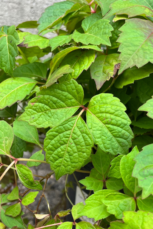 Detail picture of the jagged green leaves of the Parthenocissus tricuspidata "Boston Ivy" in at the end of June.