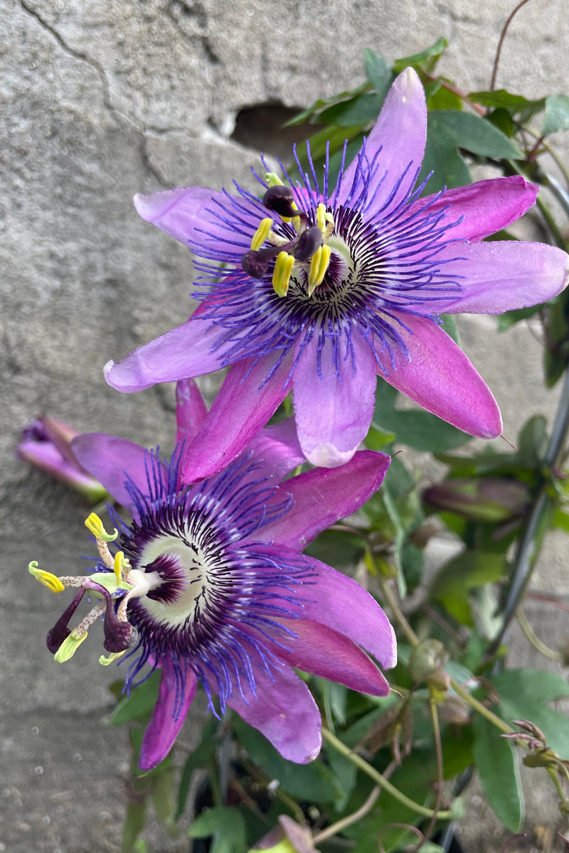 Two purple passion flowers in bloom showing its detail. 