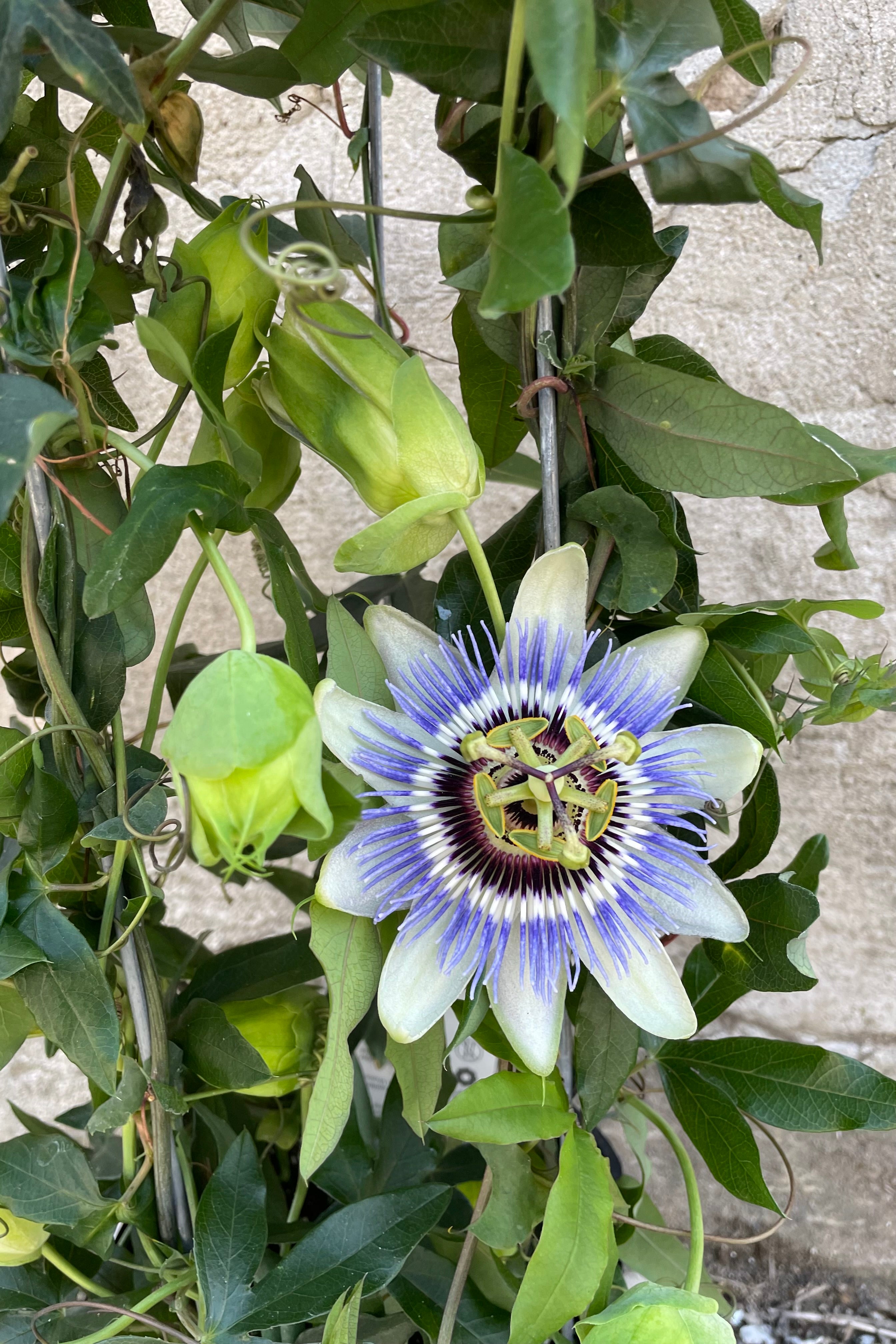 A white with purple/blue interior passion flower in bloom on its vine.