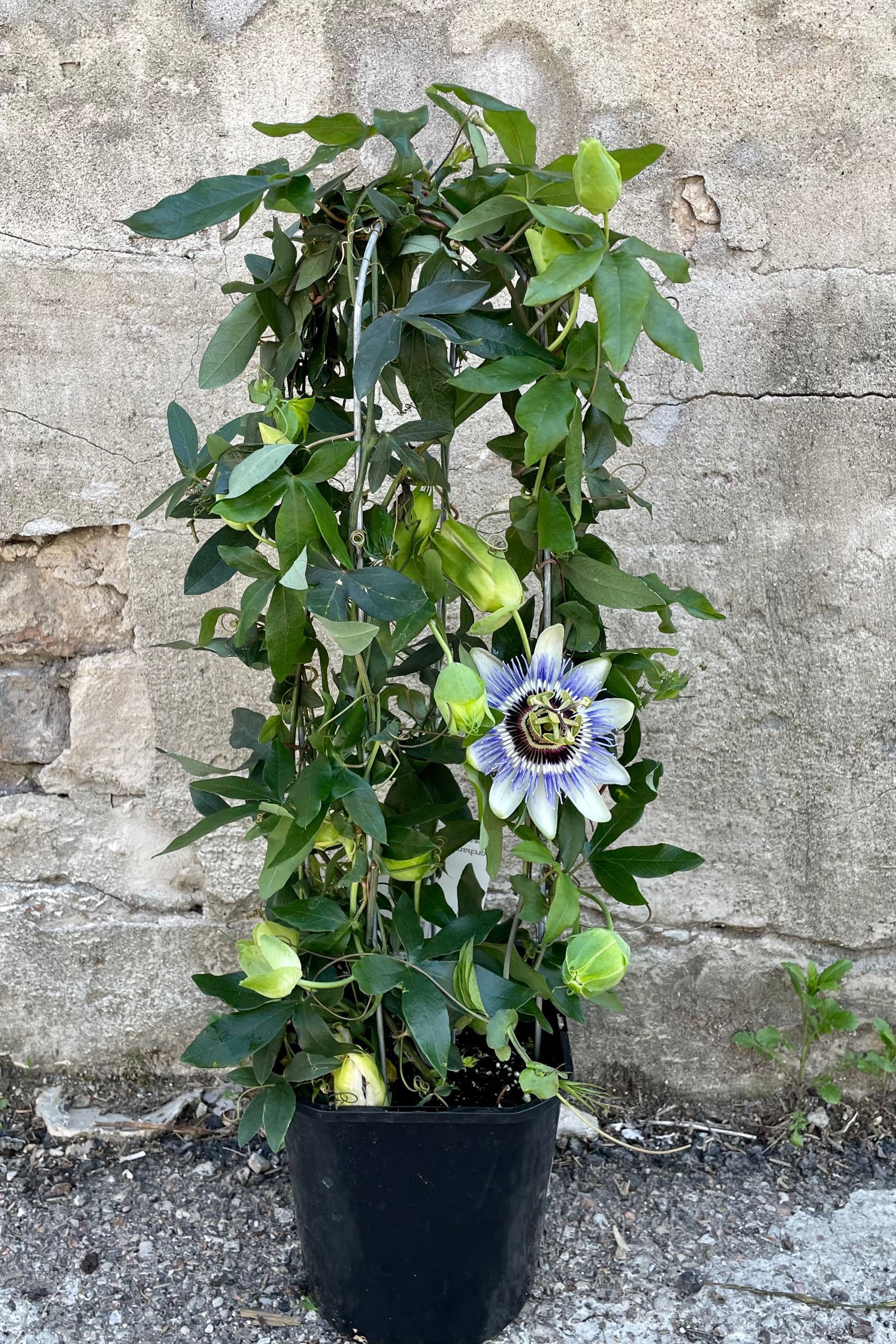 A full view of Passiflora on trellis 7" in grow pot against concrete backdrop ©Sprout Home