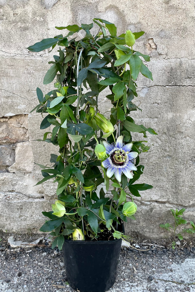 A full view of Passiflora on trellis 7" in grow pot against concrete backdrop