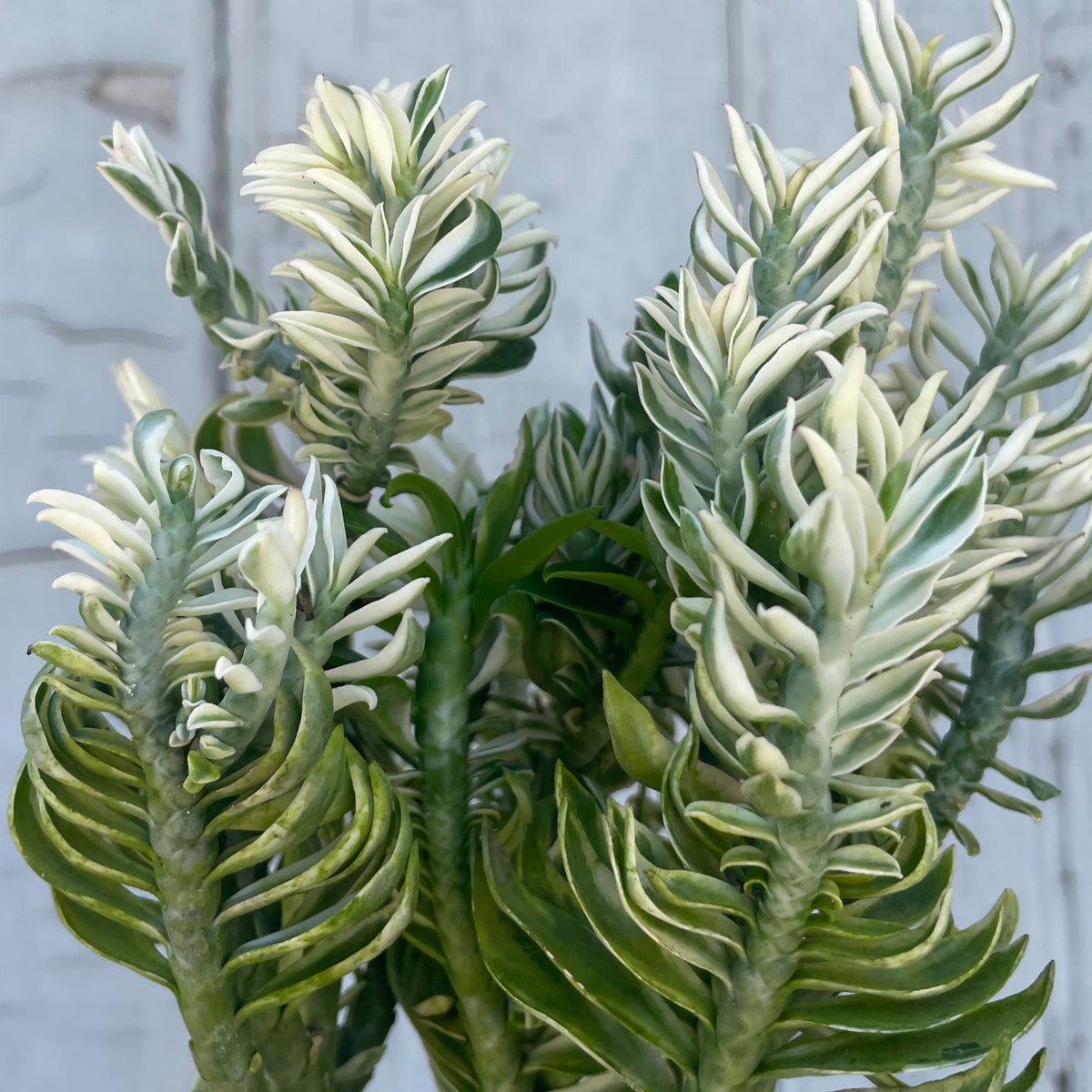 pedilanthus succulent Euphorbia tithymaloides Devils Backbone 3"