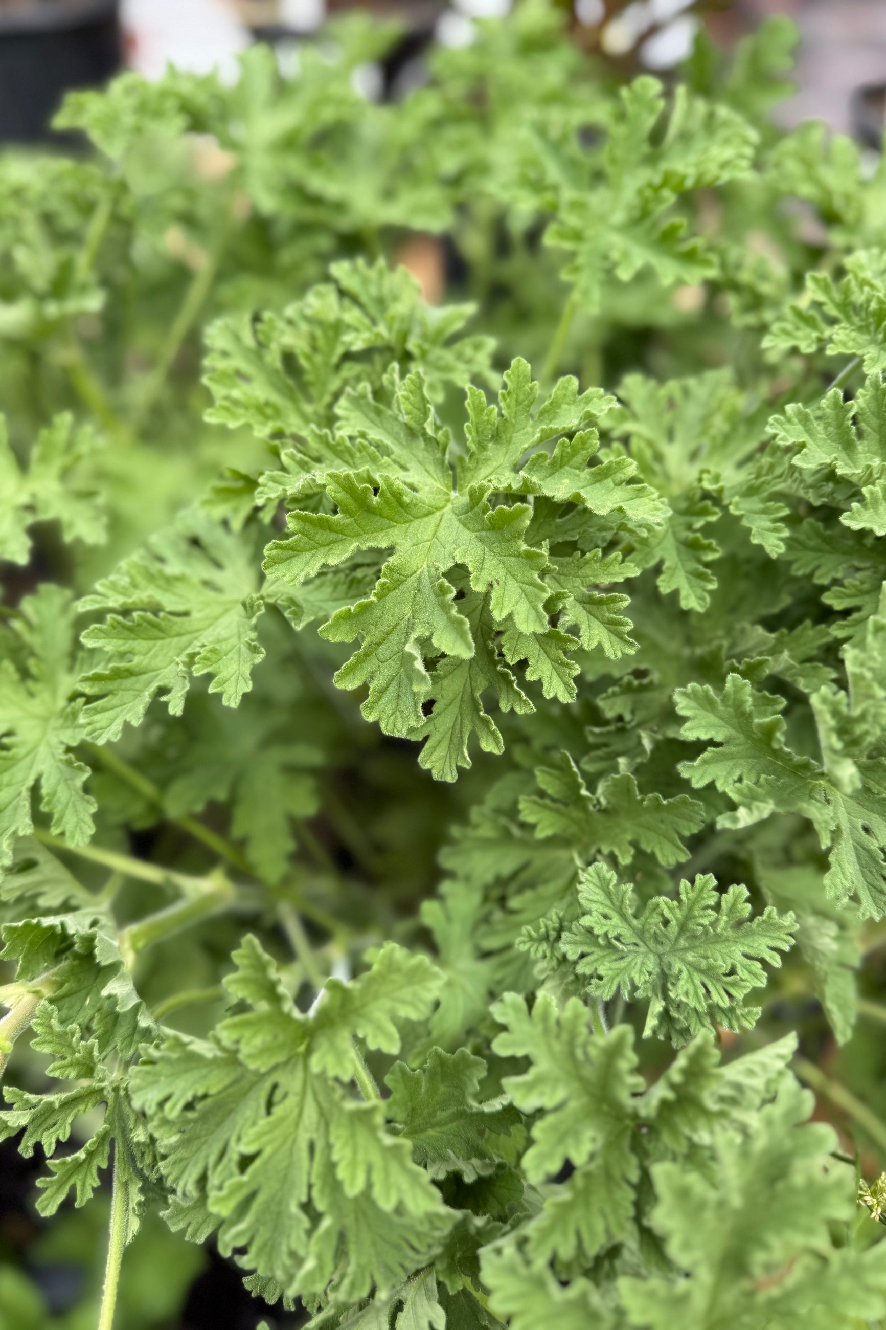 Scented Citronella Geranium leaves up close ©Sporut Home