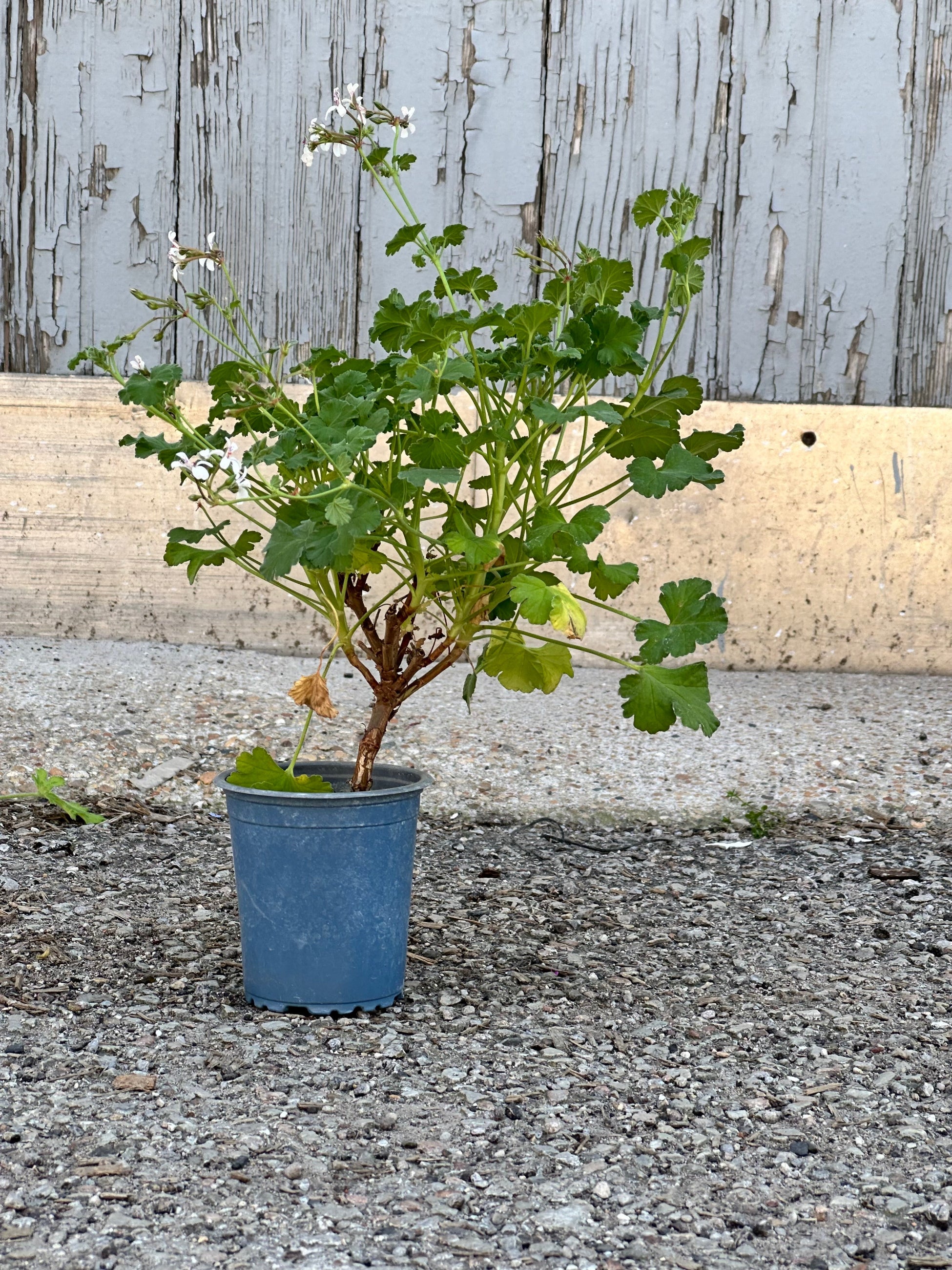 Pelargonium Scented Geranium in a growers pot against a metal and wood wall.  ©Sprout Home