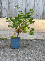 Pelargonium Scented Geranium in a growers pot against a metal and wood wall. 