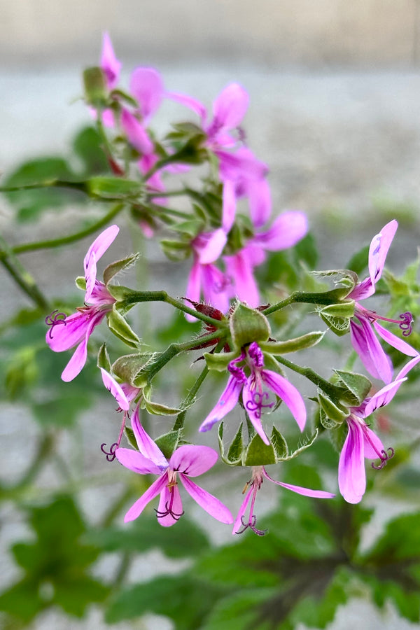 A pink flowering Scented Geranium with its leaves in the background.