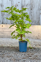 Pelargonium "Scented Geranium" in its growers pot with varigated leaves.