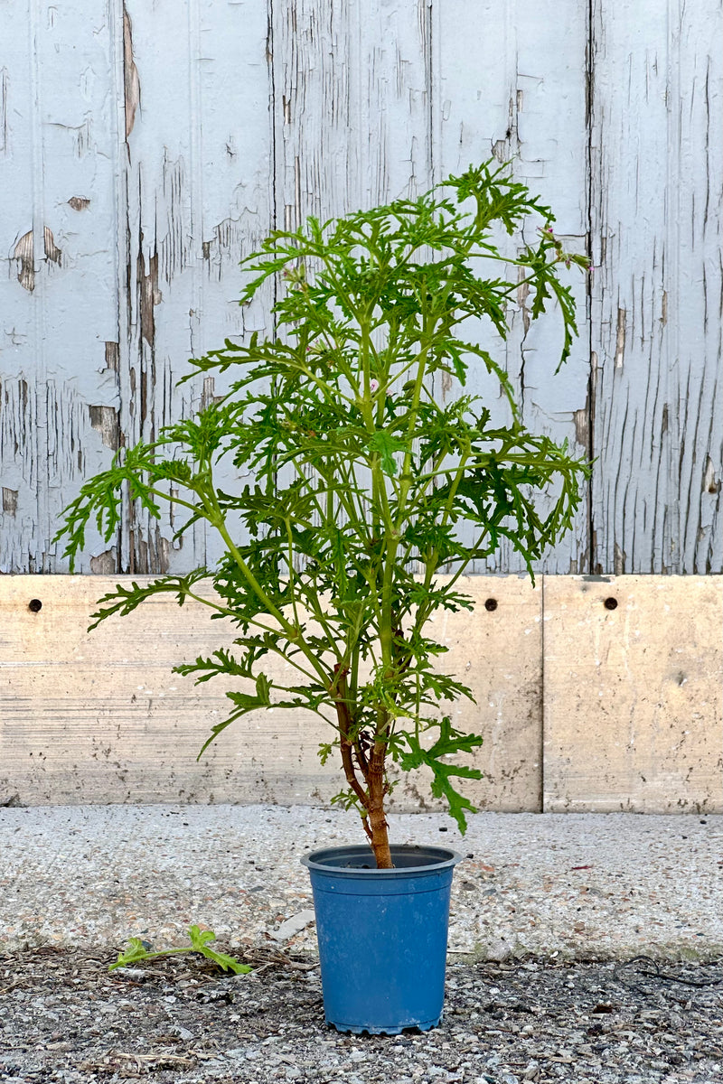 A ruffled leaved Scented Geranium in its growers pot at Sprout Home. 