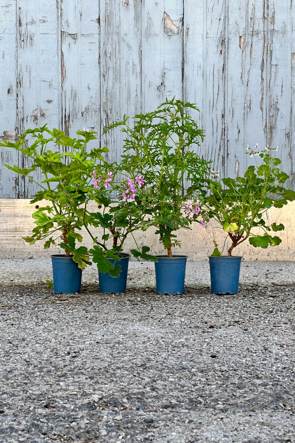A group of various types of Pelargonium "Scented Geraniums" in their growers pots at Sprout Home.