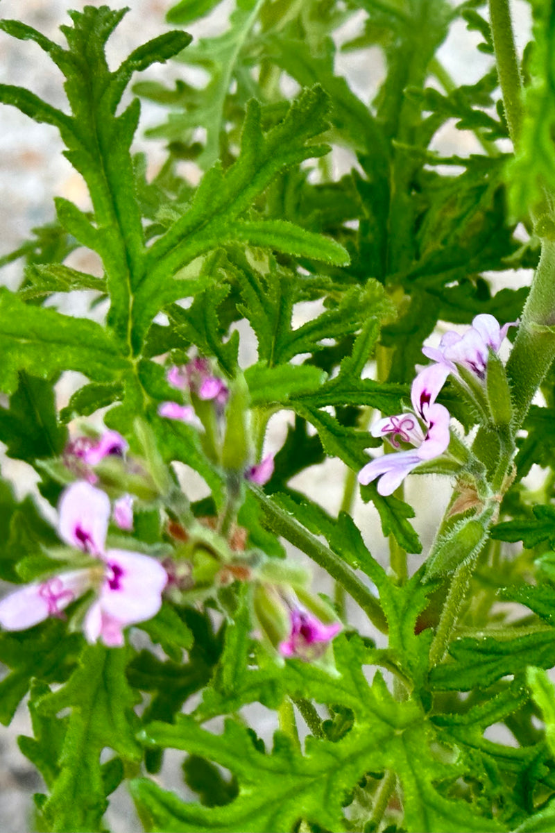 Pelargonium "Scented Geranium" detail shot of light pink flowers and textured soft green foliage. 