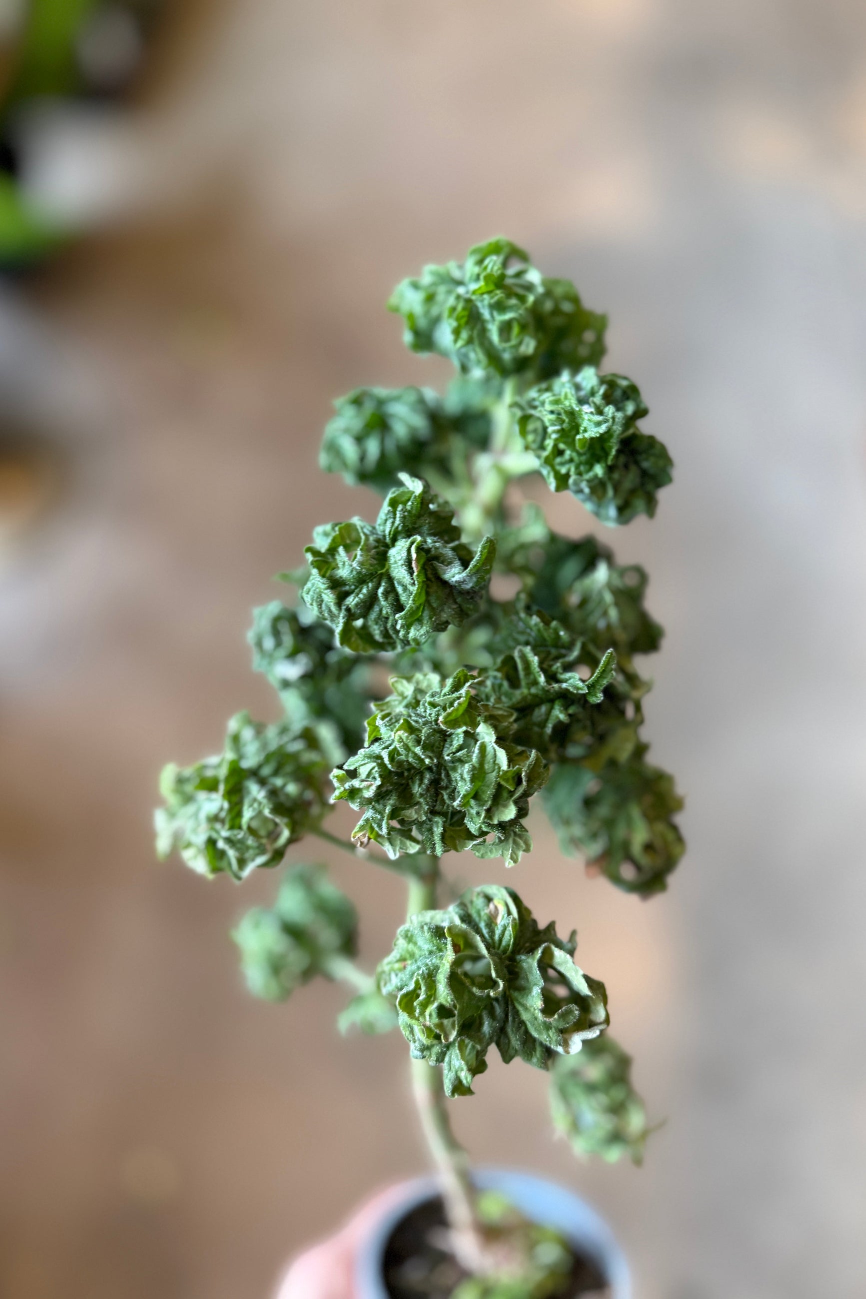 Close-up of a Pelargonium "Scented Geranium" 'Lemon Pom Pom' 3.5"potted plant with textured green leaves on a blurred background ©Sprout Home