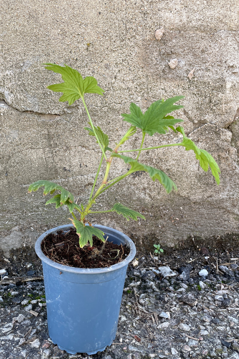 Pelargonium 'Mabel Grey' in a 3.5" growers pot at Sprout Home. 