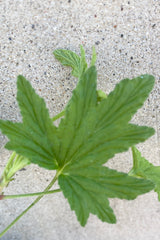 The fuzzy maple like green lea of scented geranium 'Mabel Grey'