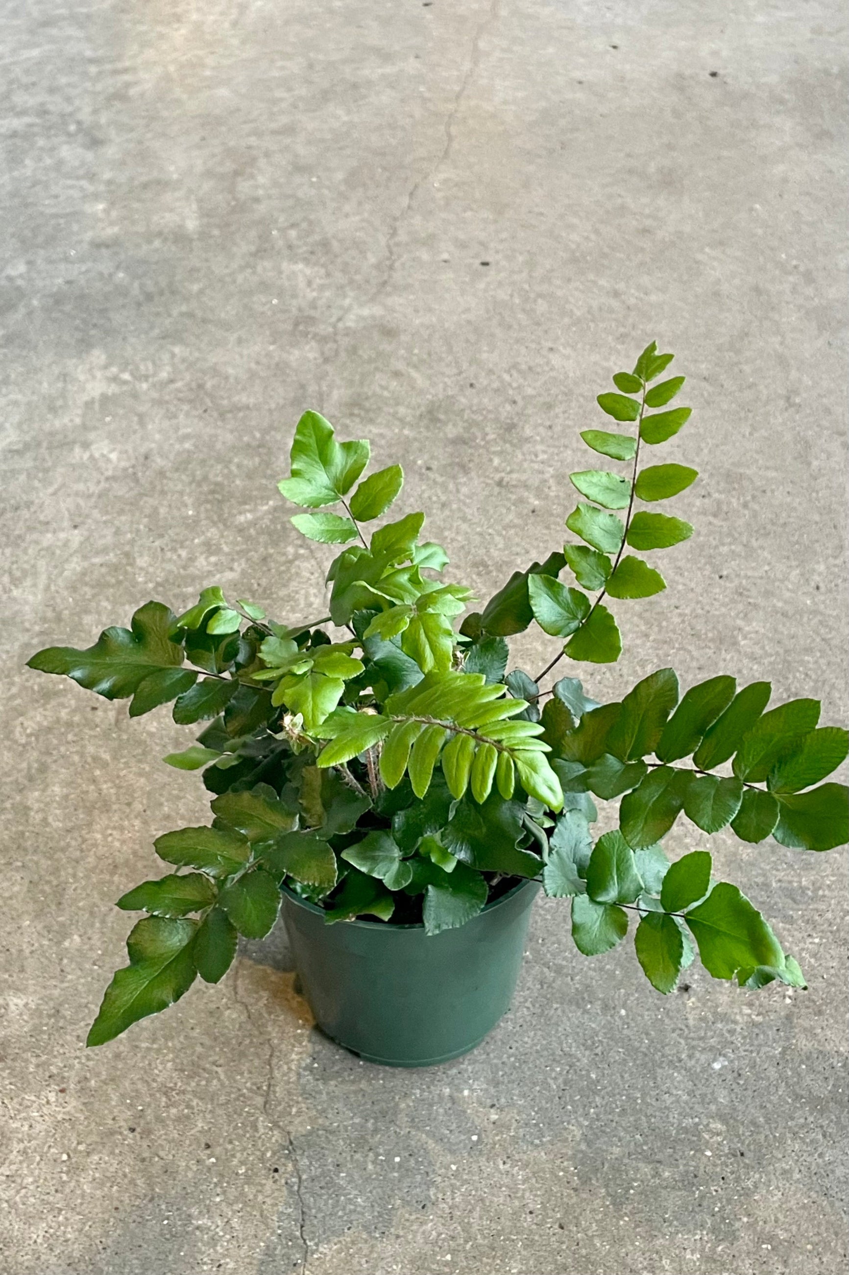 Photo of green compound leaves of Pellaea falcata fern houseplant against a cement background. ©Sprout Home