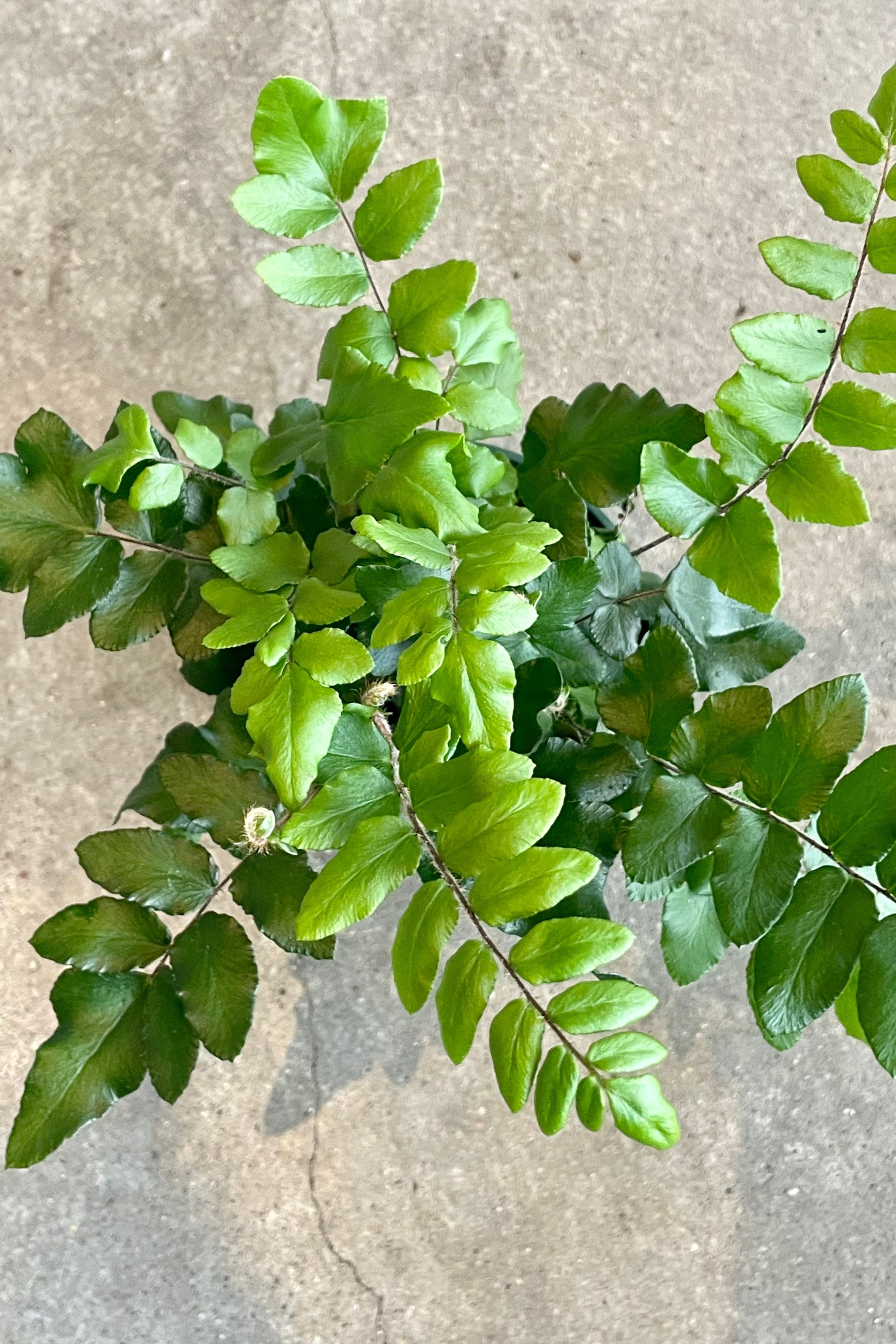 Overhead close Photo of green compound leaves of Pellaea falcata fern houseplant against a cement background. ©Sprout Home