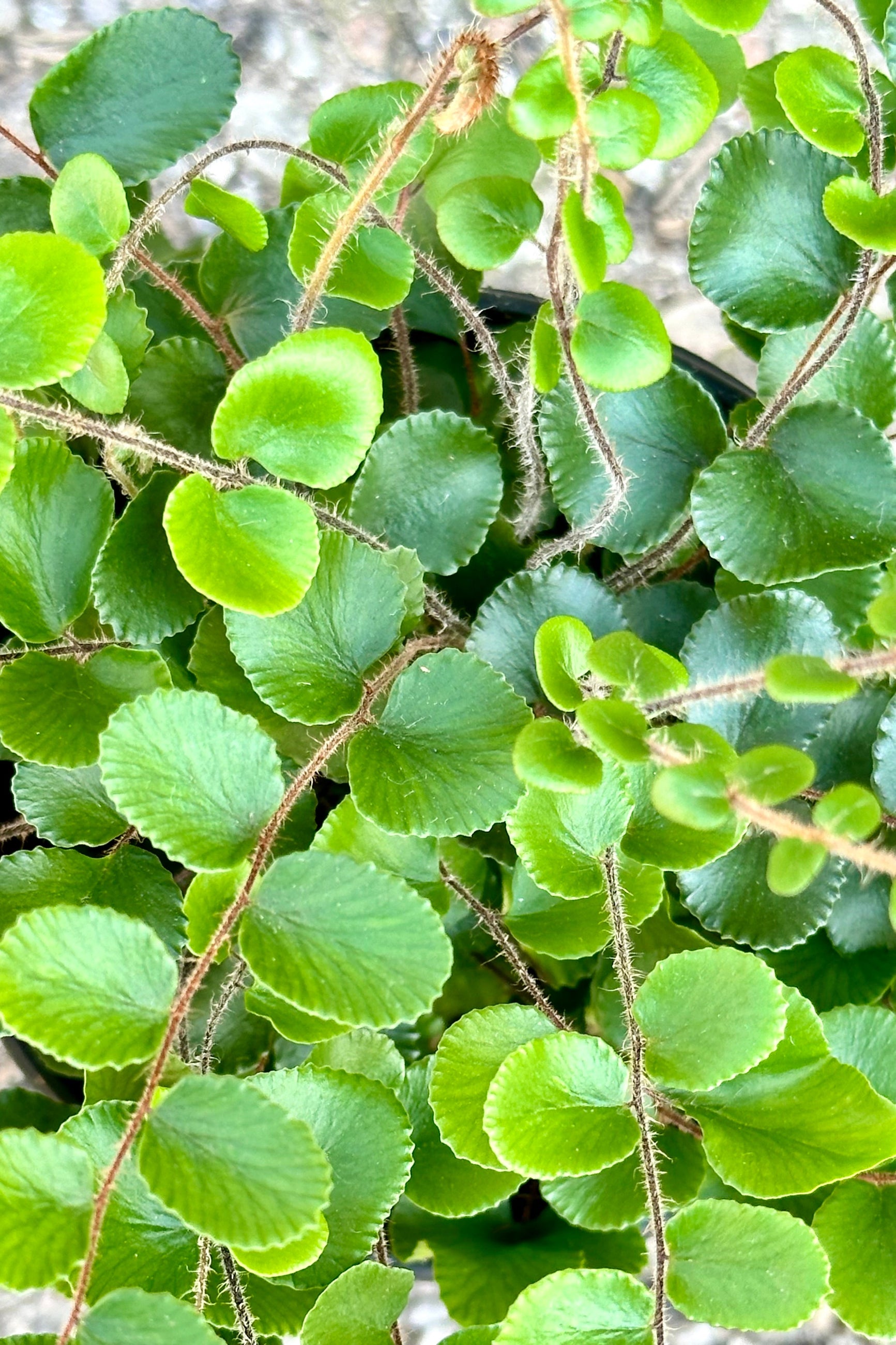 The button shaped greens leaves of the Pellaea rotundifolia at Sprout Home.  ©Sprout Home