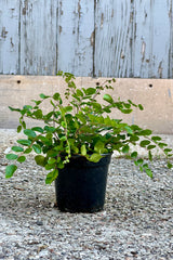 Pellaea rotundifolia "Button Fern" in a 4" growers pot at Sprout Home. 