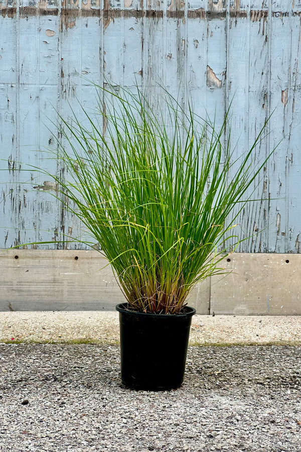 Pennisetum 'Hameln' grass in a #1 growers pot mid July at Sprout Home showing the green blades coming out of the pot against a wood wall. 