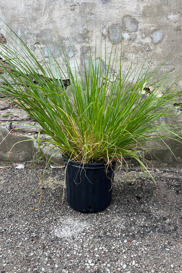 Pennisetum alopecuroides 'Hameln' dwarf fountain grass in mid-summer, late July. Dark green, fine textured foliage, in a growers pot showing graceful, loosely tufted form