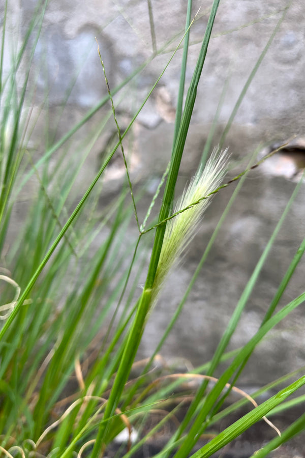 Detail of Pennisetum alop. 'Hameln' in mid-summer, late July, showing the developing white flowers appearing among the brightly colored grass