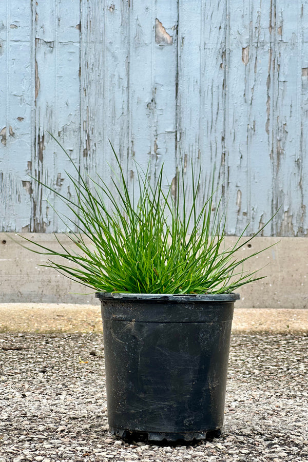 A #1 size Pennisetum 'Little Bunny' grass with fresh new growth the middle of June 