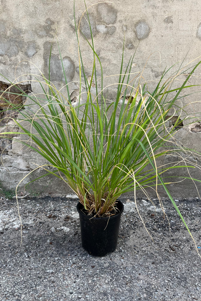 #1 growers pot Pennisetum 'Red Head' in mid-August showing full green blades.