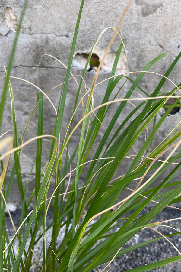 A detail of the lush green blades in mid-August at Sprout Home