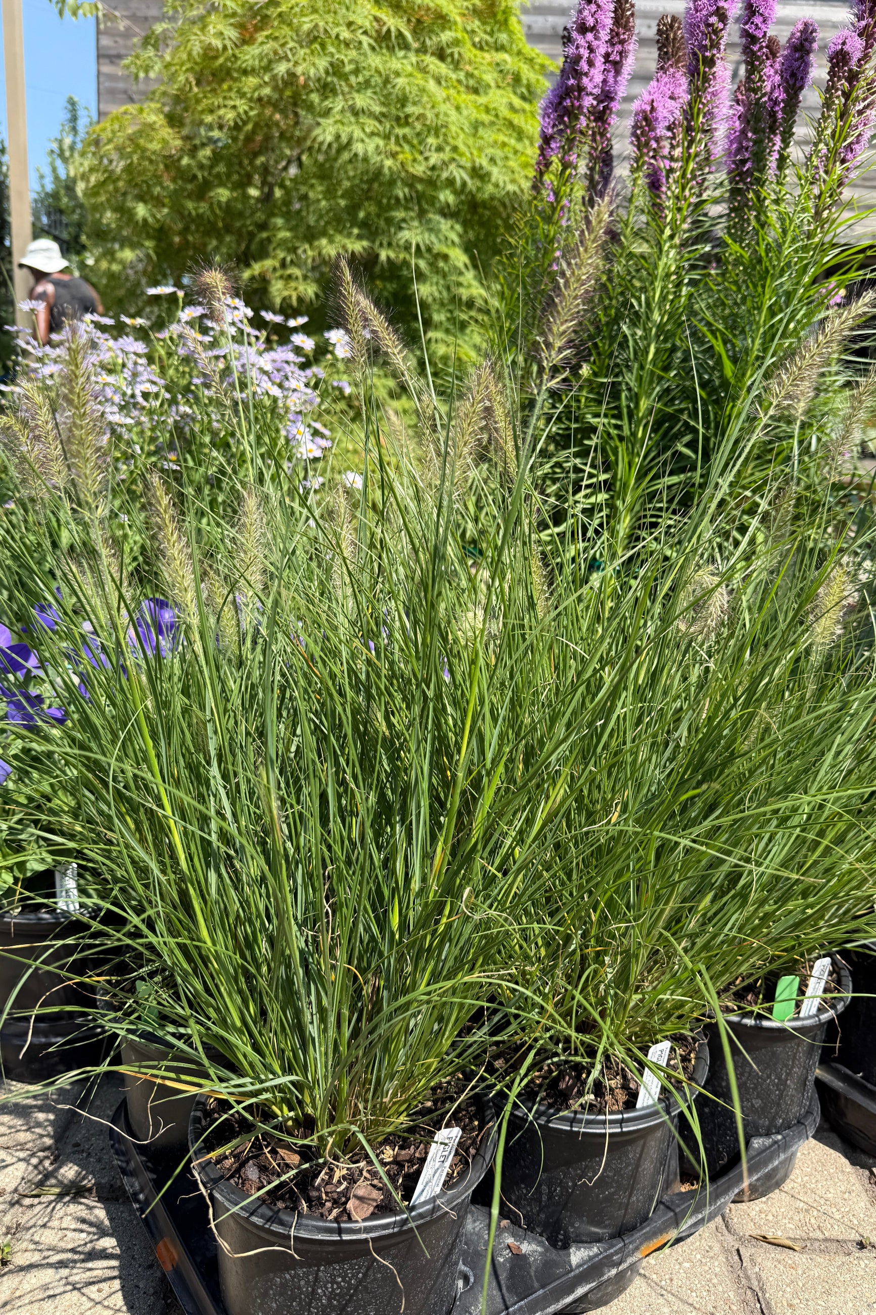 Pennisetum 'Piglet' flat of #1 size in bloom the beginning of August ©Sprout Home