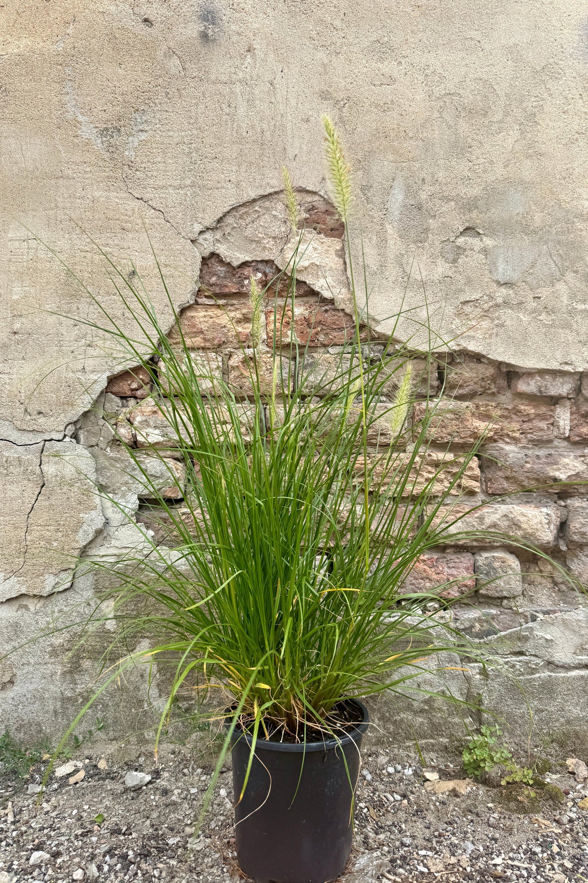 Pennisetum alop. 'Piglet' with long green blades and small tan seed heads in July, shown in a #1 black nursery pot against a weathered stone wall with exposed brick. ©Sprout Home