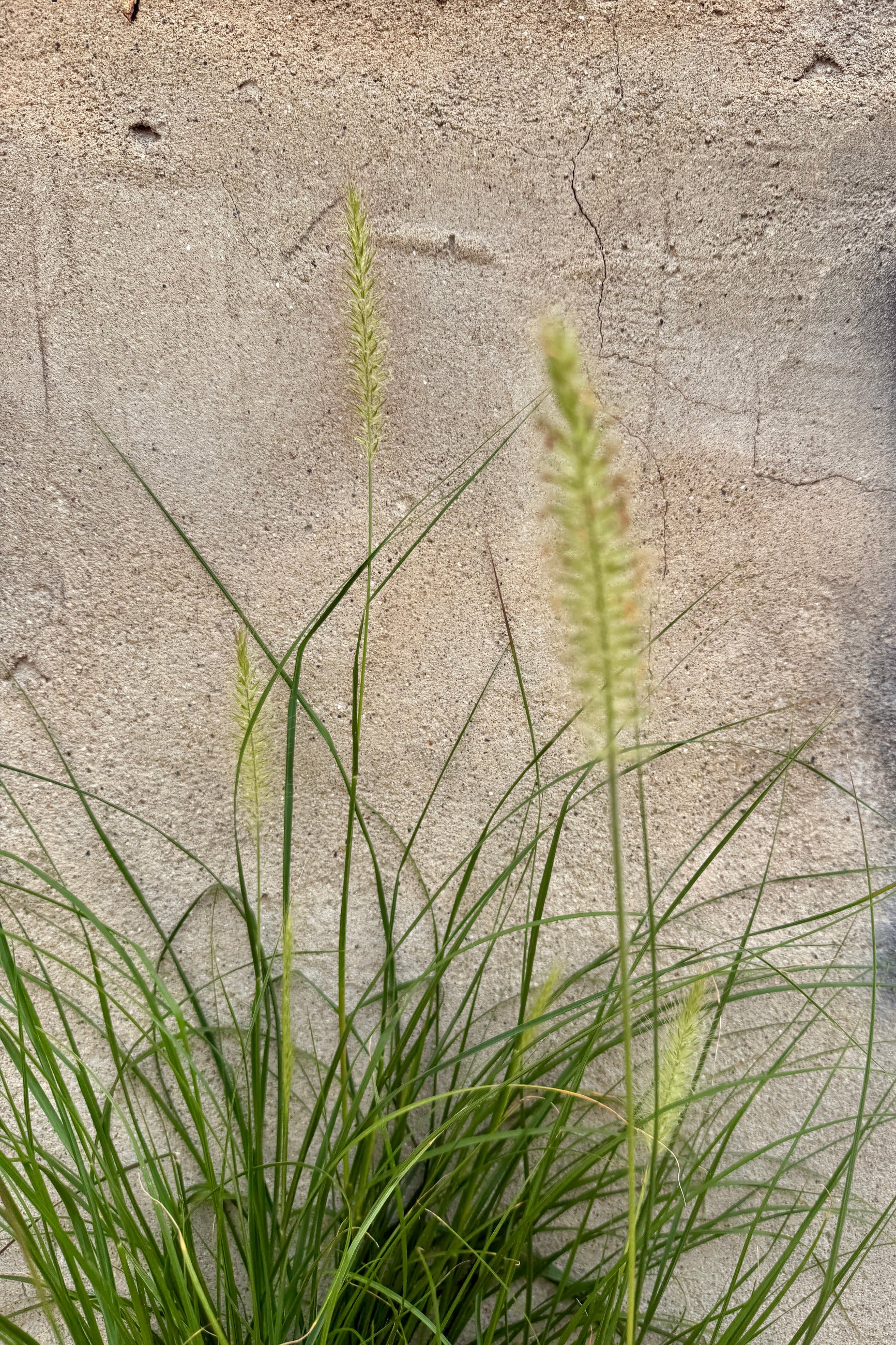 Pennisetum alop. 'Piglet'  with slender green blades and pale yellow-green flower spikes in july growing against a textured concrete wall. ©Sprout Home