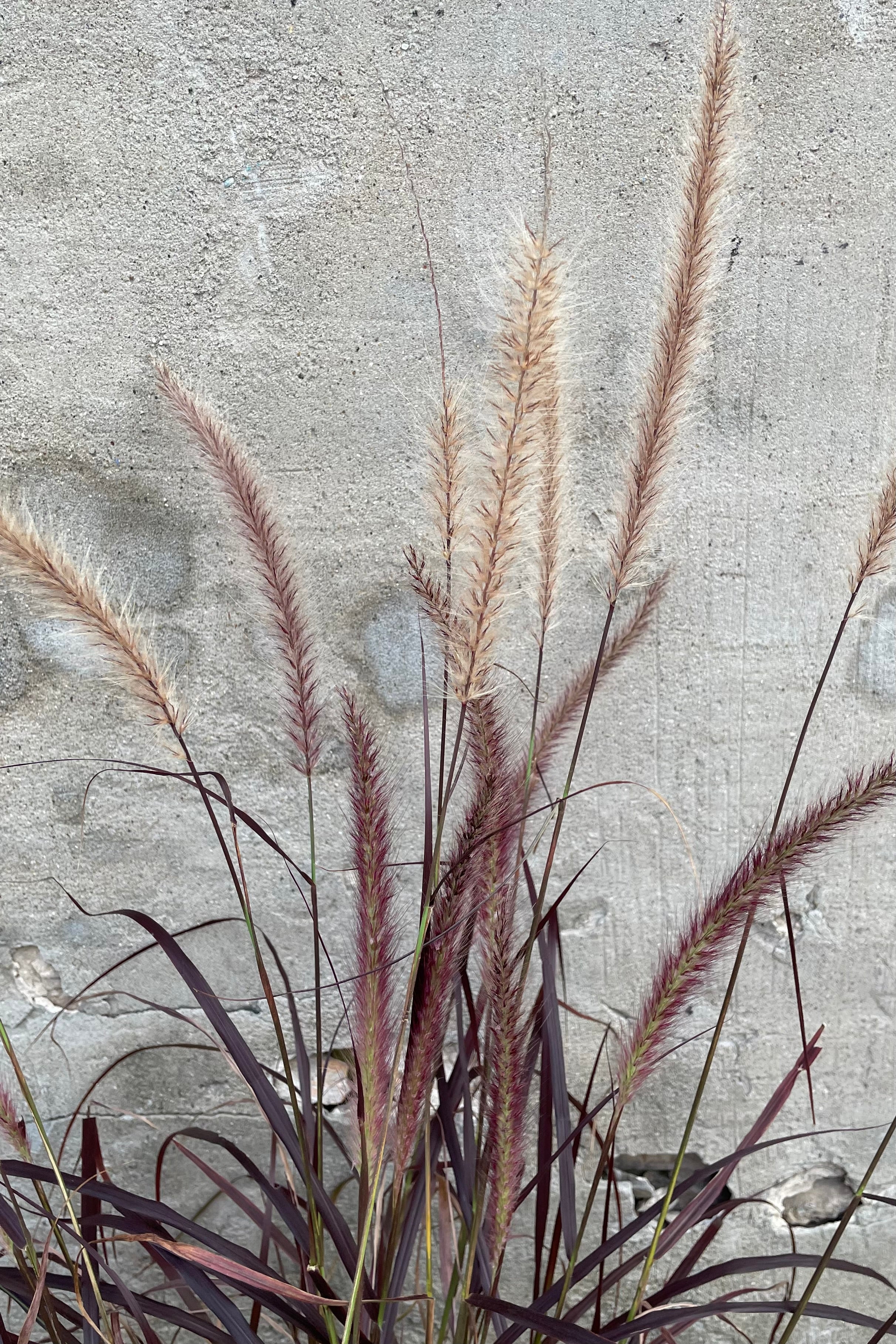 The fluffy blooms of the Pennisetum 'Ruburm' middle of August.