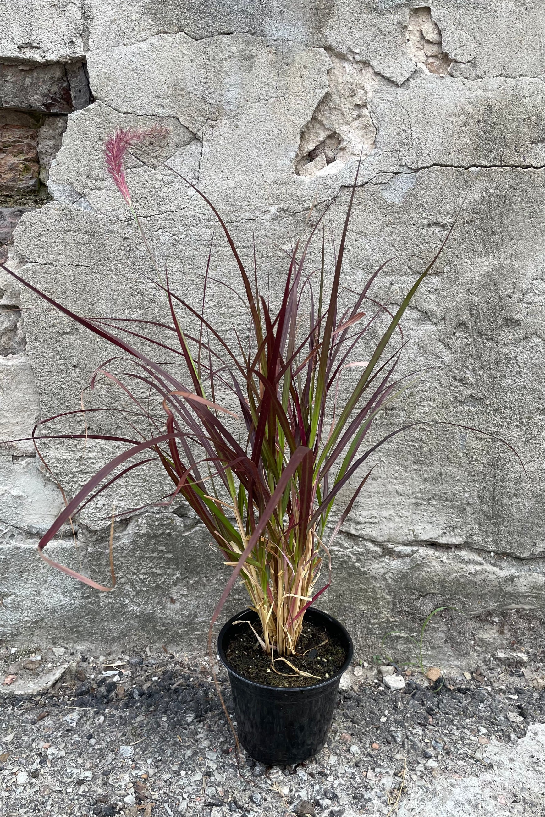 Pennisetum 'Rubrum' in a 4" growers pot mid august.  ©Sprout Home