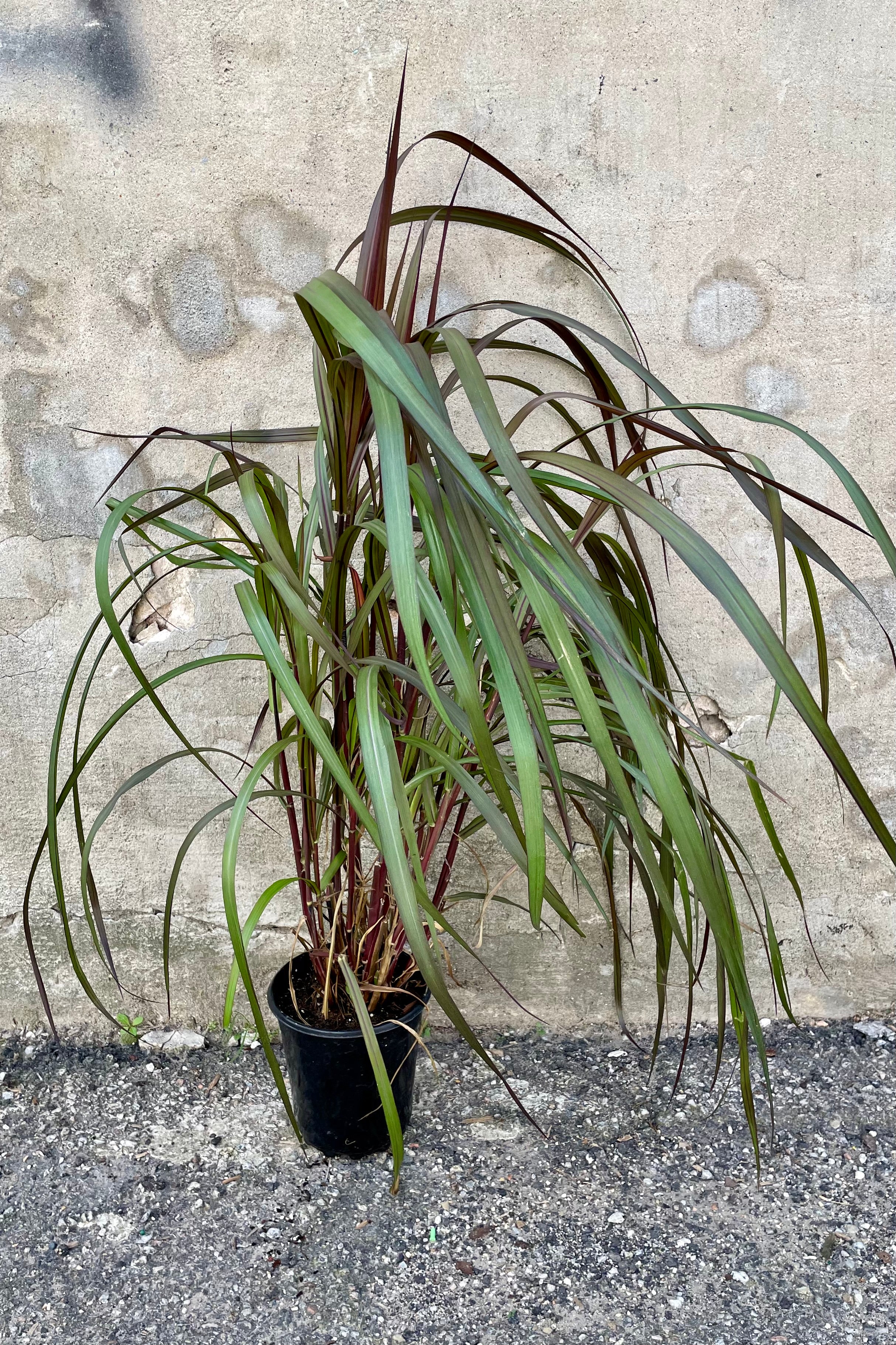 Pennisetum 'Vertigo' in a #1 growers pot end of September at Sprout Home. 