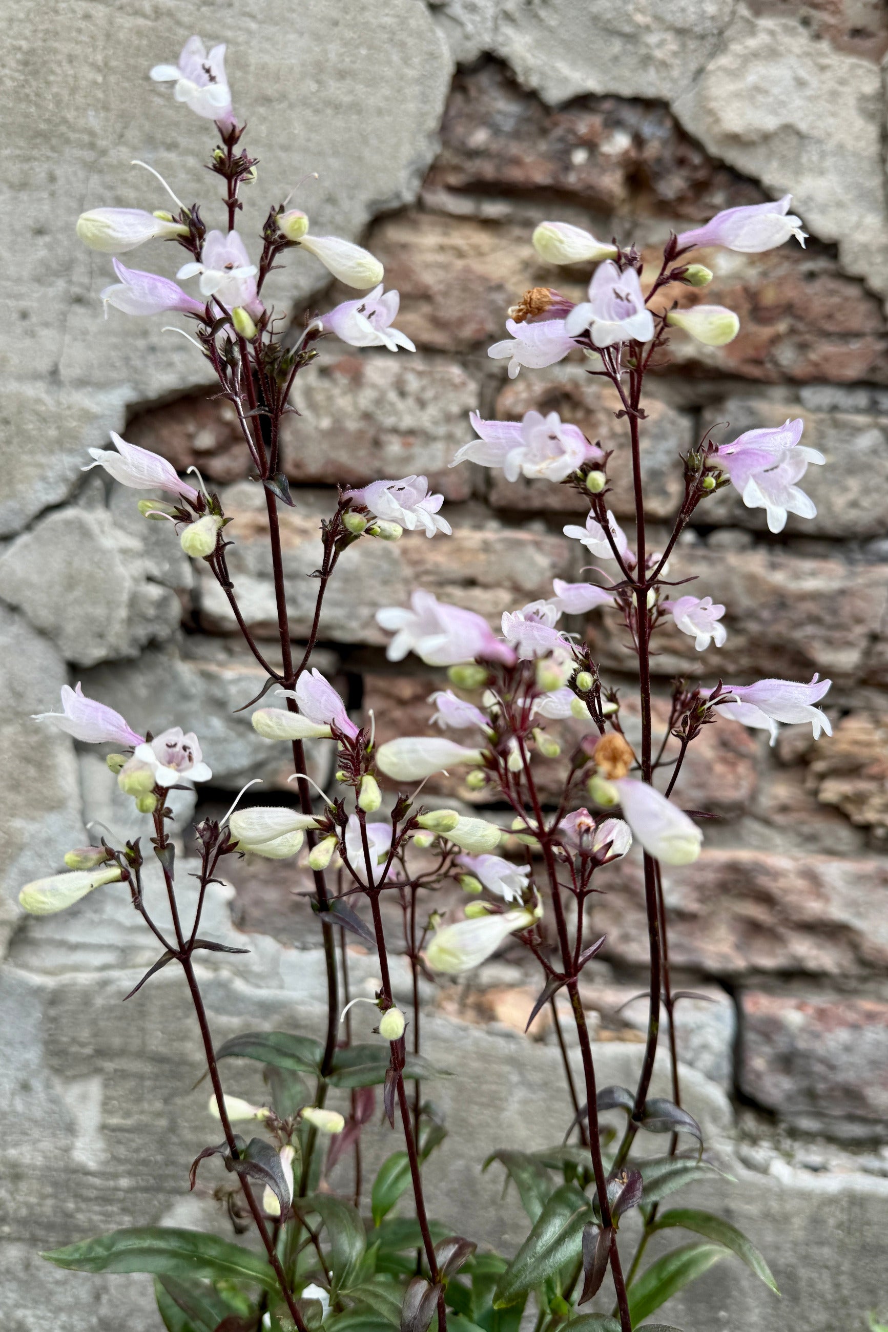 Penstemon 'Blackbeard' with white and pink flowers against a stone wall background the middle of June ©Sprout Home