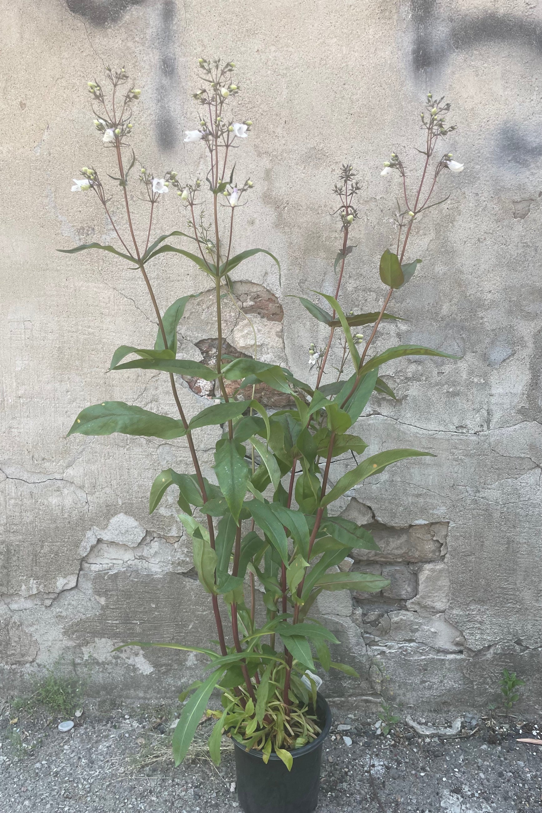 Penstemon 'Husker Red' in a #1 growers pot the beginning of June in bloom with its white flowers and dark stalks. ©Sprout Home