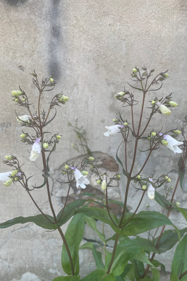 Detail picture of the white flowers on dark stalks the beginning of June of the Penstemon 'Husker Red'