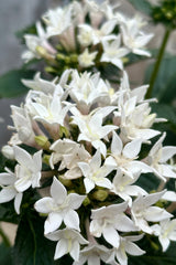 Pentas plant blooming in white showing the detail of the flower clusters.