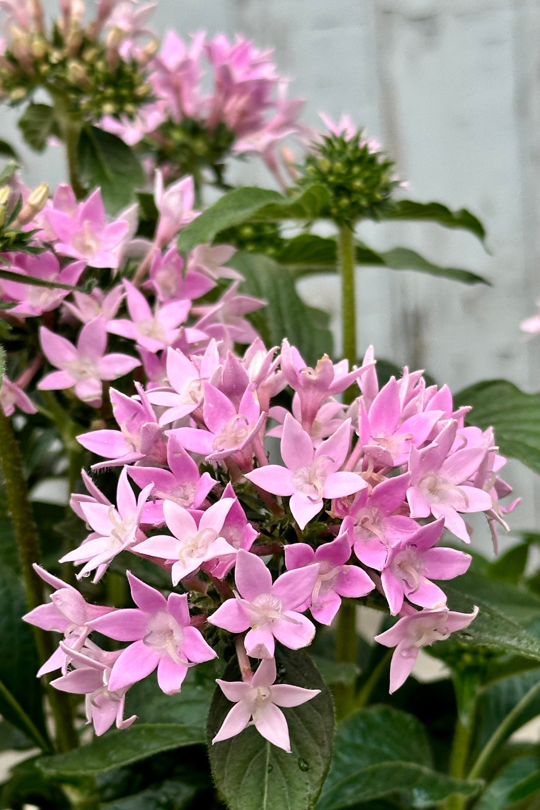 purple blooming clusters of Pentas flowers. ©Sprout Home