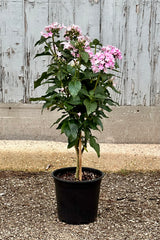 Purple flowering tree form Pentas flowering growing in a 6"growers pot 
