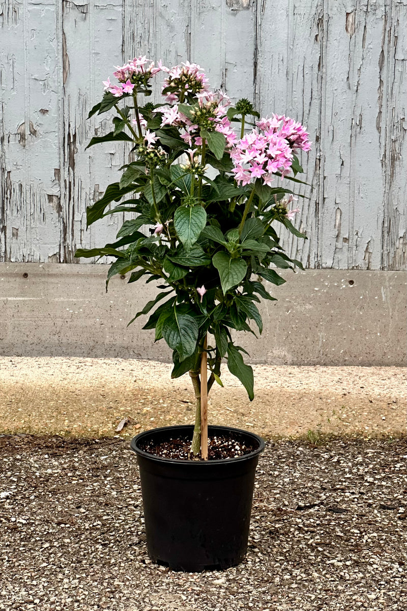 Purple flowering tree form Pentas flowering growing in a 6"growers pot 